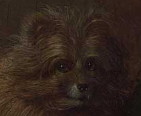 Arnolfini Mariage: dog closeup