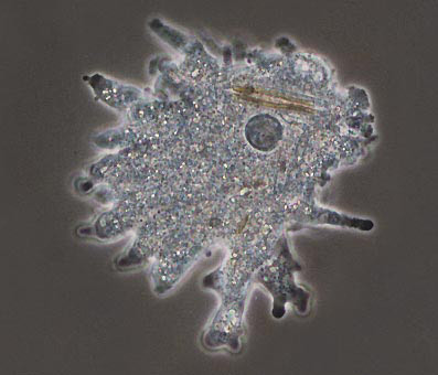 pictire of amoeba